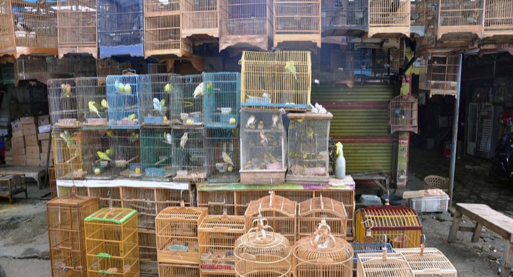 Le marché aux oiseaux est particulièrement intriguant pour les visiteurs. (Crédit photo : sebandung.com)