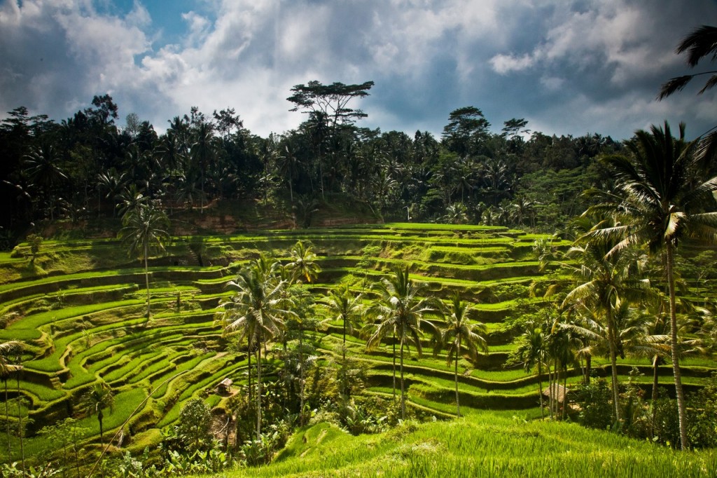 Rizières Ubud - Top 10 activités à Ubud - Ubud