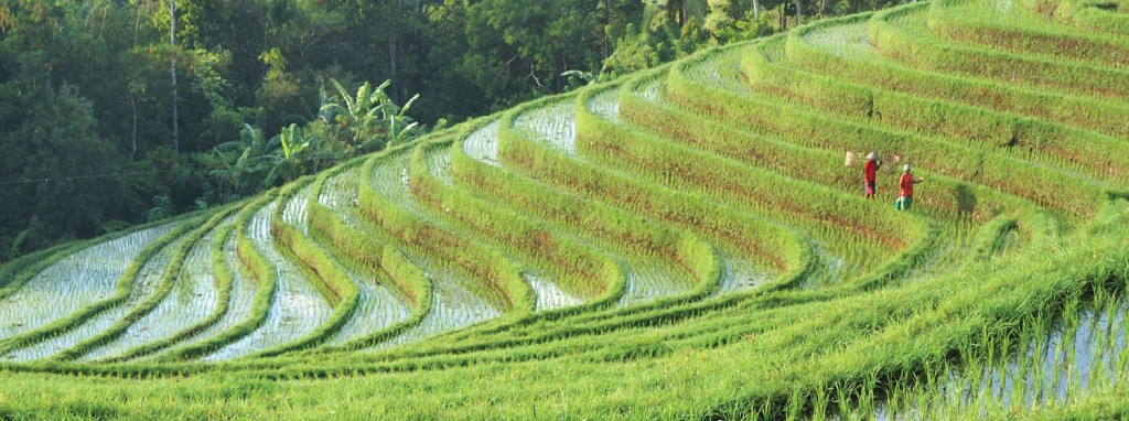 Trek Ubud - Ubud 