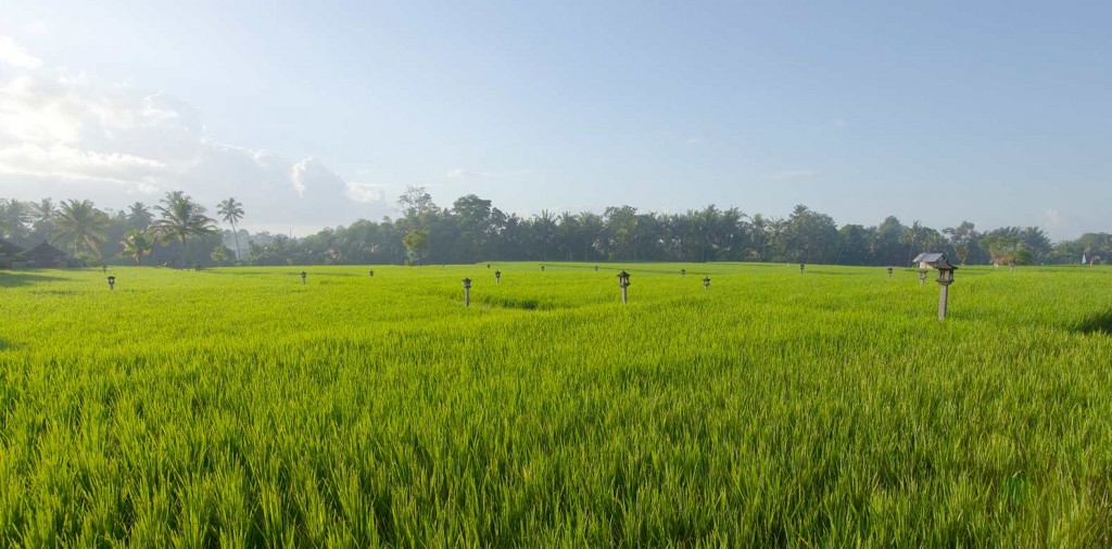 Trek Ubud - Ubud 