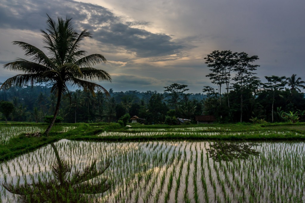 Trek Ubud - Ubud trek