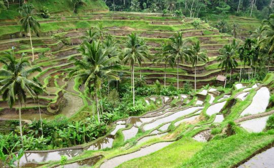 Shanti Travel - voyage à Bali - rizieres Ubud Tegalalang