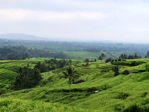 Shanti Travel - voyage à Bali - rizieres de Jatiluwih