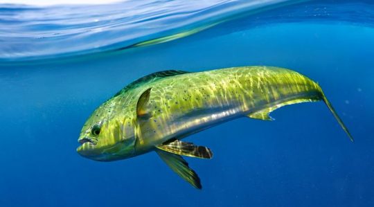 Chez les Mahi-mahi, le mâle a une bosse frontale, tandis que la femelle est plus fine et de plus petite taille. La plupart du temps, les Mahi-mahi vivent en couple.