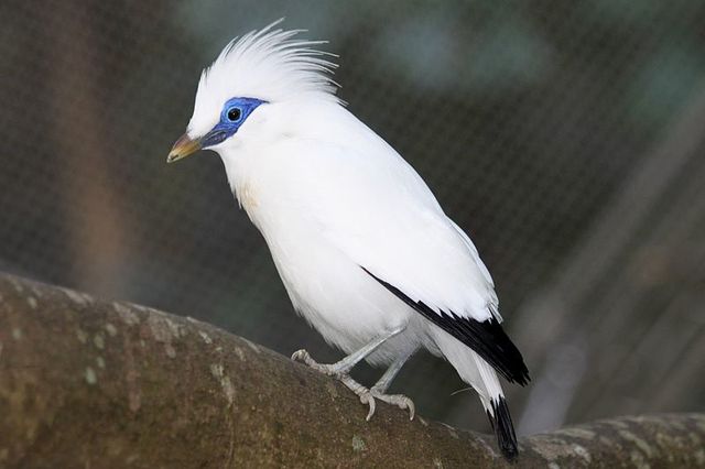 L'étourneau de Bali, magnifique oiseau huppé à la robe blanche, a trouvé refuge sur Nusa Penida. (Crédit photo : sedna.radio-canada.ca)