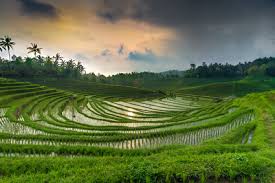 Les rizières du Nord de Bali