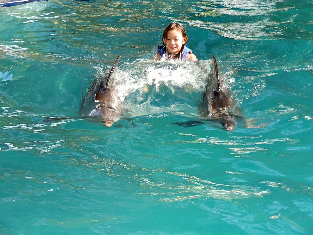 Nager avec les dauphins est une expérience hors du commun ! (Crédit photo : www.melkahotel.com)