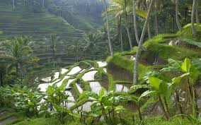 La splendeur des rizières d'Ubud constitue la clé du charme incomparable de la région centrale de Bali. (Crédit photo : golf.bytourexcel.fr)