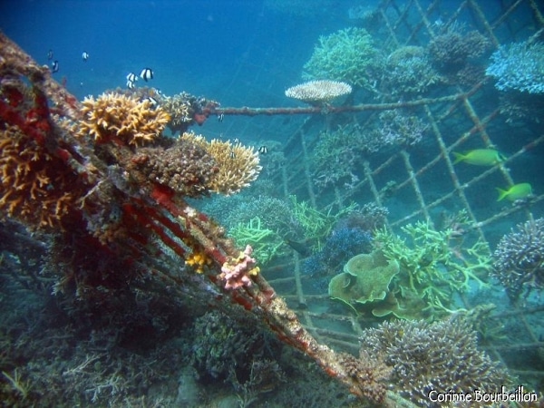 Les branches métalliques, parcourues d'un courant électrique, stimulent la repousse du corail endommagé. ( Crédit photo : www.petitebullesdailleurs.fr)