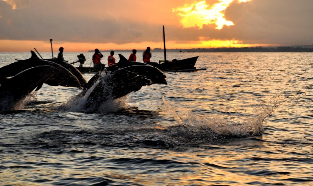 A Lovina, les dauphins nagent en toute liberté autour des bateaux. (Crédit photo : govoyagin.com)