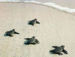 Les petites tortues sont relâchées après avoir grandi quelques temps dans la couveuse, pour optimiser leurs chances de survie. (Crédit photo : www.balipassion.net)